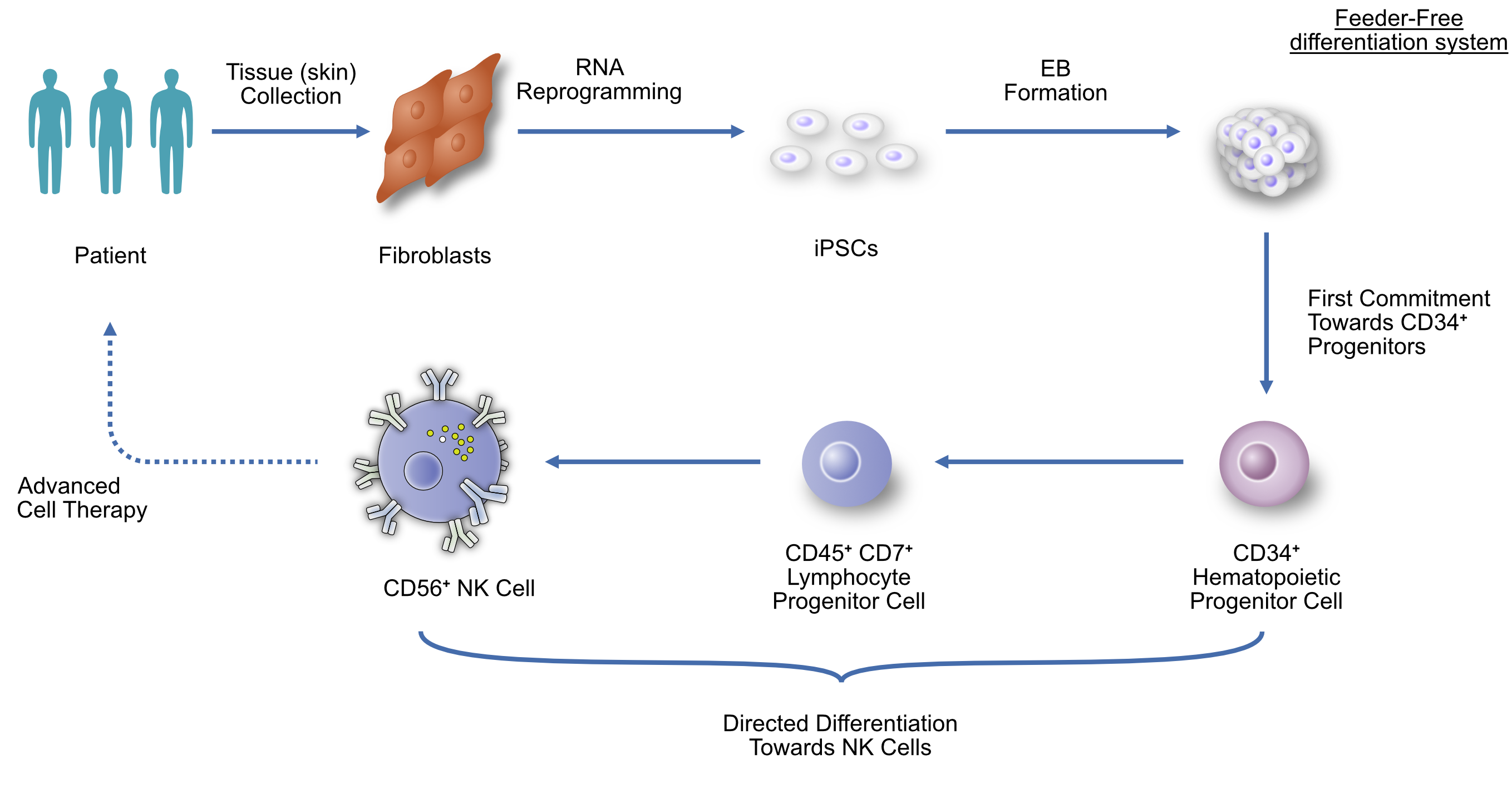 From Fibroblasts to Cancer-Attacking Cells: Insights from Recent
